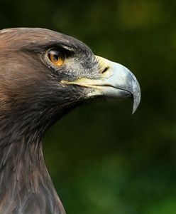 Orzeł przedni znów w Karkonoszach