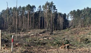 Mierzeja Wiślana. Wycinka drzew zakończona