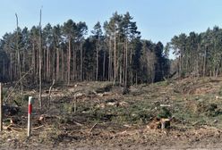 Mierzeja Wiślana. Wycinka drzew zakończona