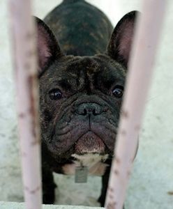 Szefowa schroniska dla zwierząt znęcała się nad zwierzętami