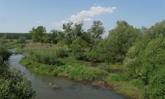 Trujące osady zalewają wieś. Zwierzęta padają jedno po drugim