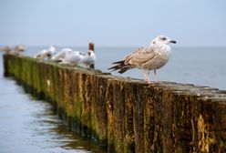Pogoda nad morzem – słoneczny weekend nad Bałtykiem