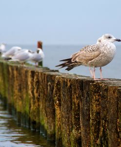 Pogoda na dziś - niedzielę 17 lutego. Sprawdź, jaka pogoda będzie dziś w największych miastach Polski