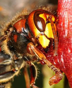Szerszeń azjatycki. Jedno użądlenie może zabić