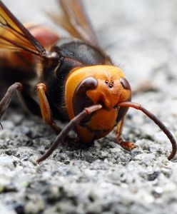 Szerszeń azjatycki zbliża się do Polski. Największy szerszeń na świecie jest śmiertelnym zagrożeniem dla ludzi i pszczół
