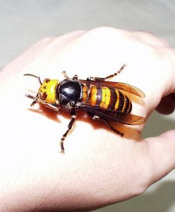 Szerszenie zaatakowały dzieci na boisku. 11-latki w szpitalu