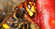 Szerszeń azjatycki. Jedno użądlenie może zabić