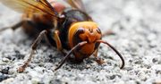 Szerszeń azjatycki zbliża się do Polski. Największy szerszeń na świecie jest śmiertelnym zagrożeniem dla ludzi i pszczół