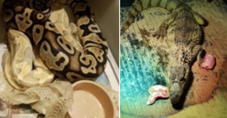 Niecodzienny finał policyjnej obławy. Szukali narkotyków, znaleźli małe zoo