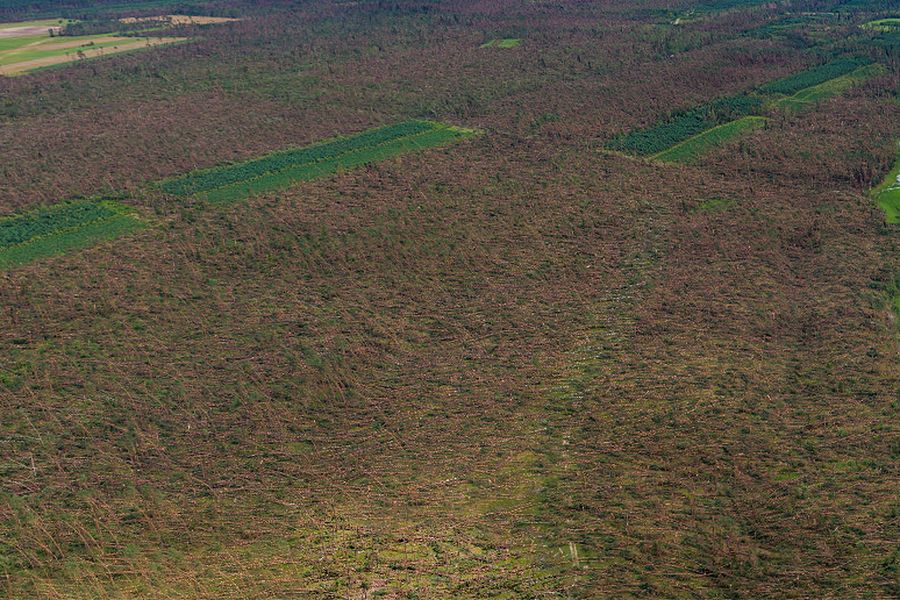 Nawałnica w okolicach Suszka wywarła wielkie spustoszenie