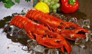 Trzymanie homarów w lodzie to przestępstwo. Kara dla restauratora