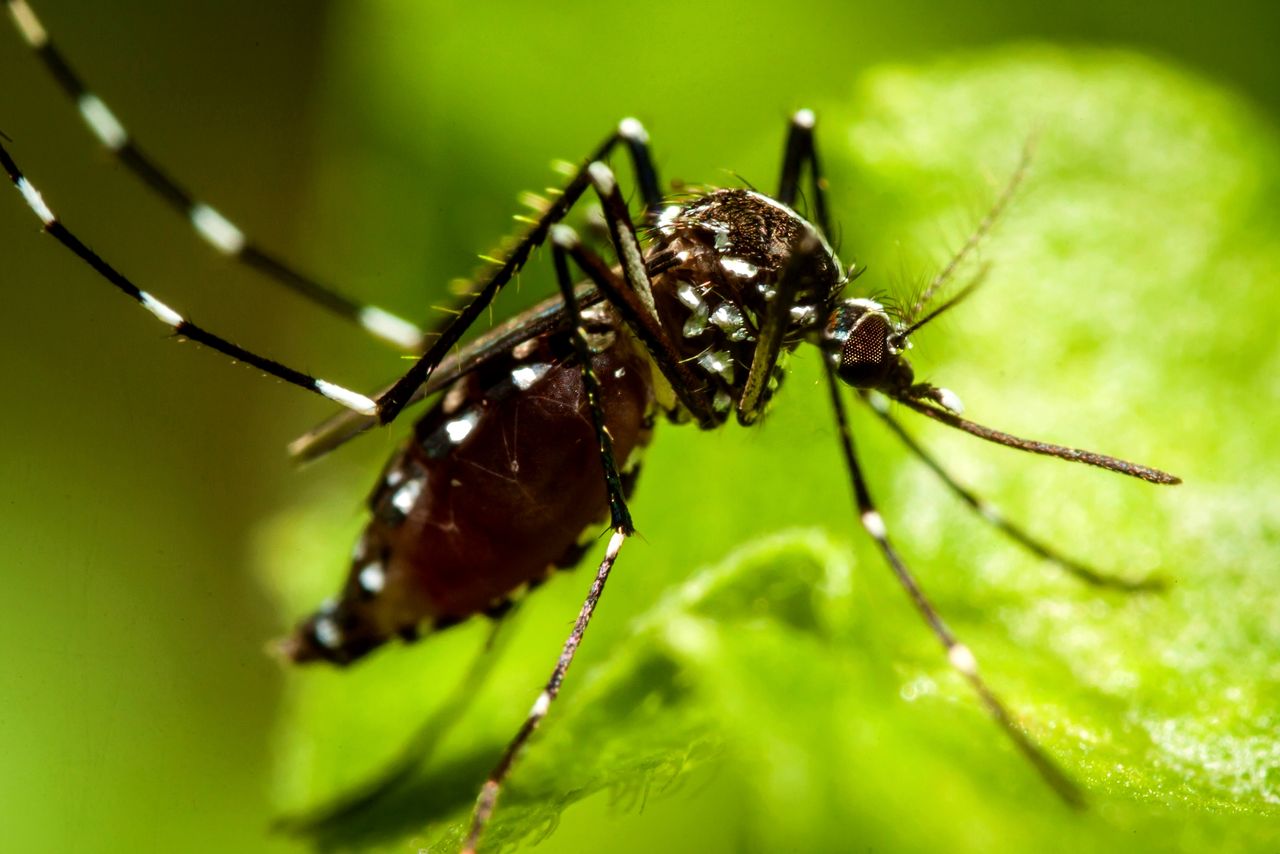 Komary. Chiny znalazły skuteczny sposób na wytępienie agresywnego gatunku