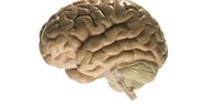 Zanik mózgu prowadzi do rasizmu, hazardu i depresji