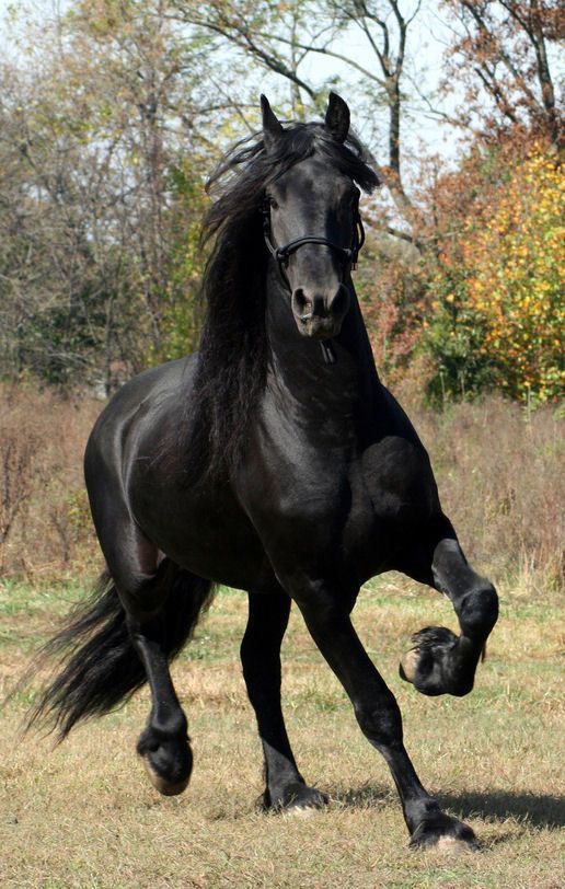 Obrazek