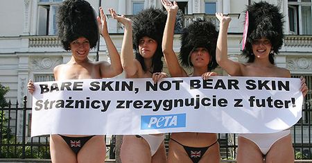 W obronie niedźwiedzi