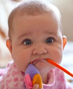 HiPP inaczej karmi dzieci z Niemiec i Chorwacji. Skład różni się diametralnie