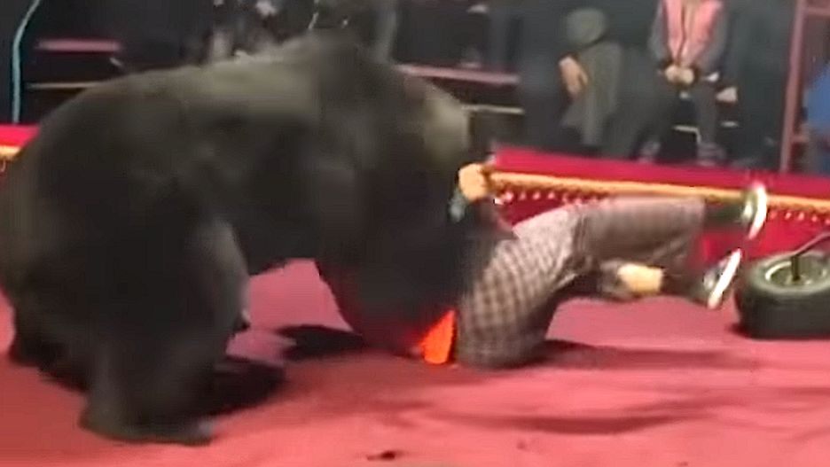 Rosja, Ołoniec w Republice Karelii. Niedźwiedź rzucił się na tresera przy wypełnionej po brzegi widowni