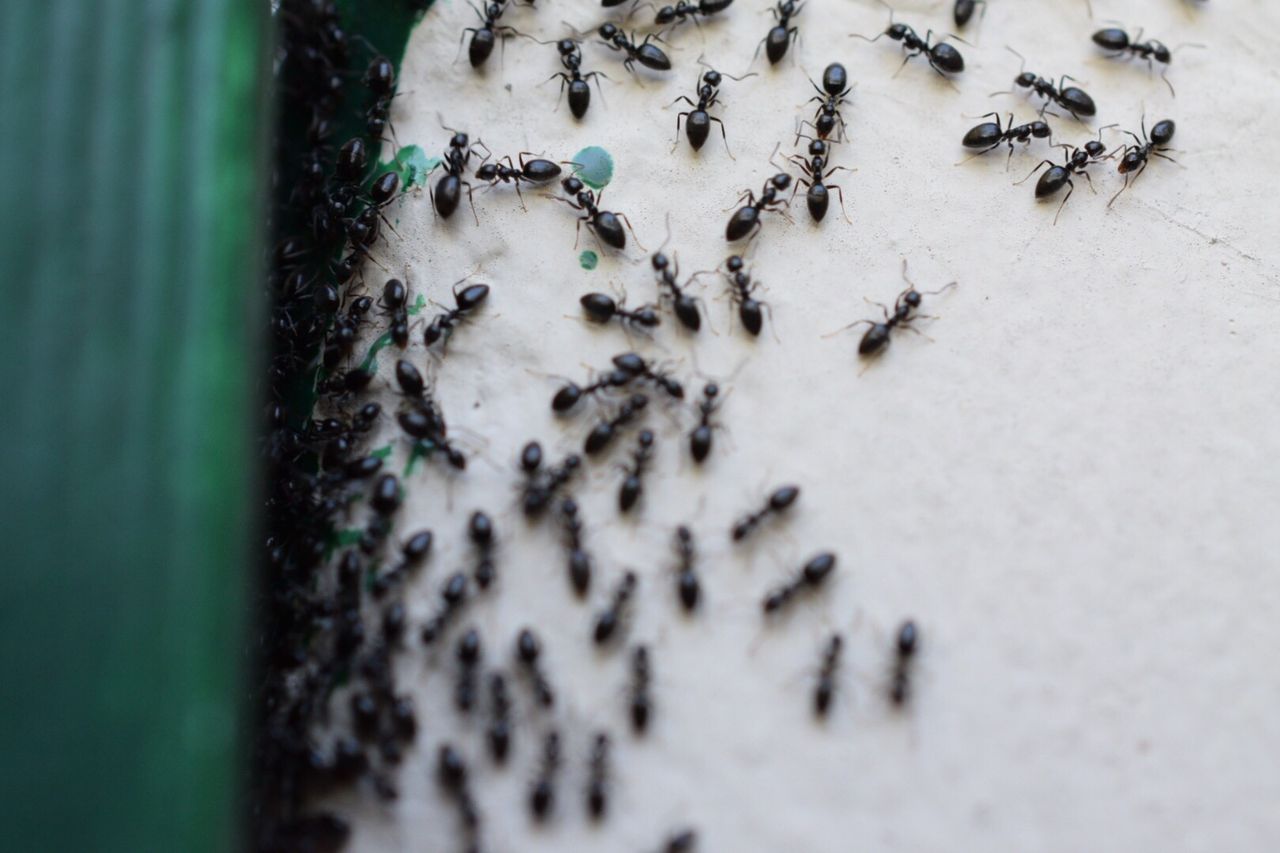 środek na mrówki w ogrodzie, fot. gettyimages