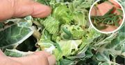 Tylko to zawsze działa na gąsienice i inne szkodniki w ogrodzie! Naturalny tani środek