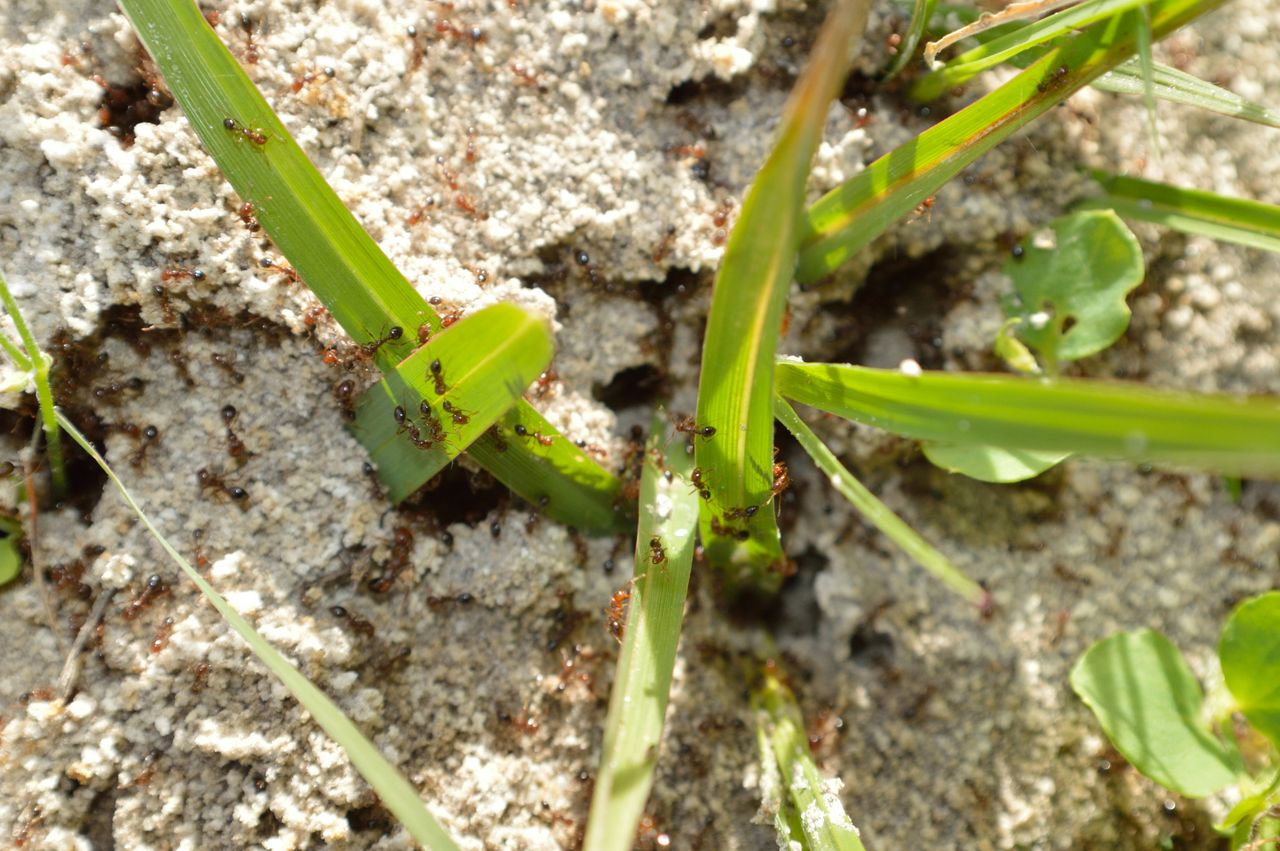 środek na mrówki w ogrodzie, fot. gettyimages