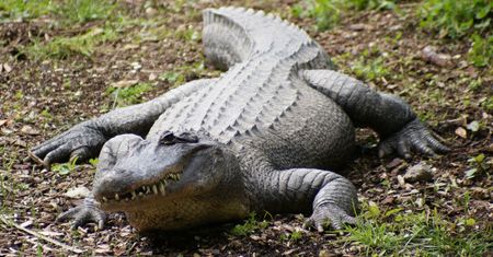 Powodzie w Australii: krokodyle i węże na ulicach miast. To największa powódź od 100 lat
