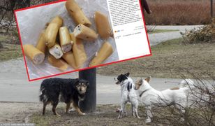 W gdyńskim parku znaleziono parówki z gwoździami, pineskami i trutką. "Bestialstwo"