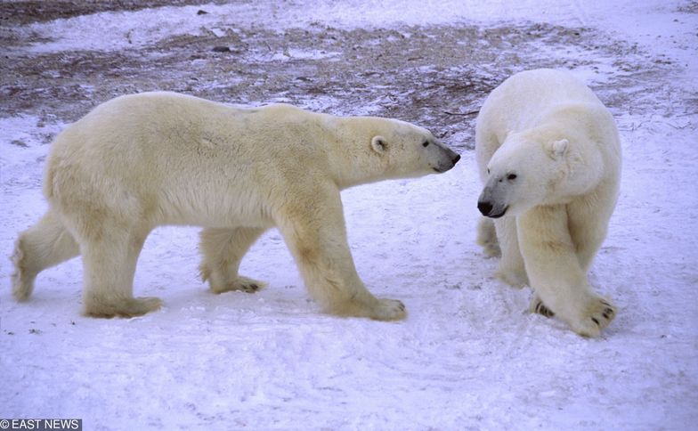 Rosja: Inwazja niedźwiedzi polarnych. Ścigają mieszkańców i wchodzą im do mieszkań