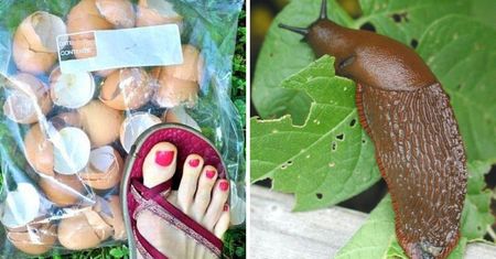 3 naturalne sposoby na pozbycie się ślimaków z ogrodu. Znikną raz na zawsze