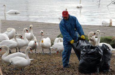 Łabędzie zarażone H5N1 przeniesiono w bezpieczne miejsce