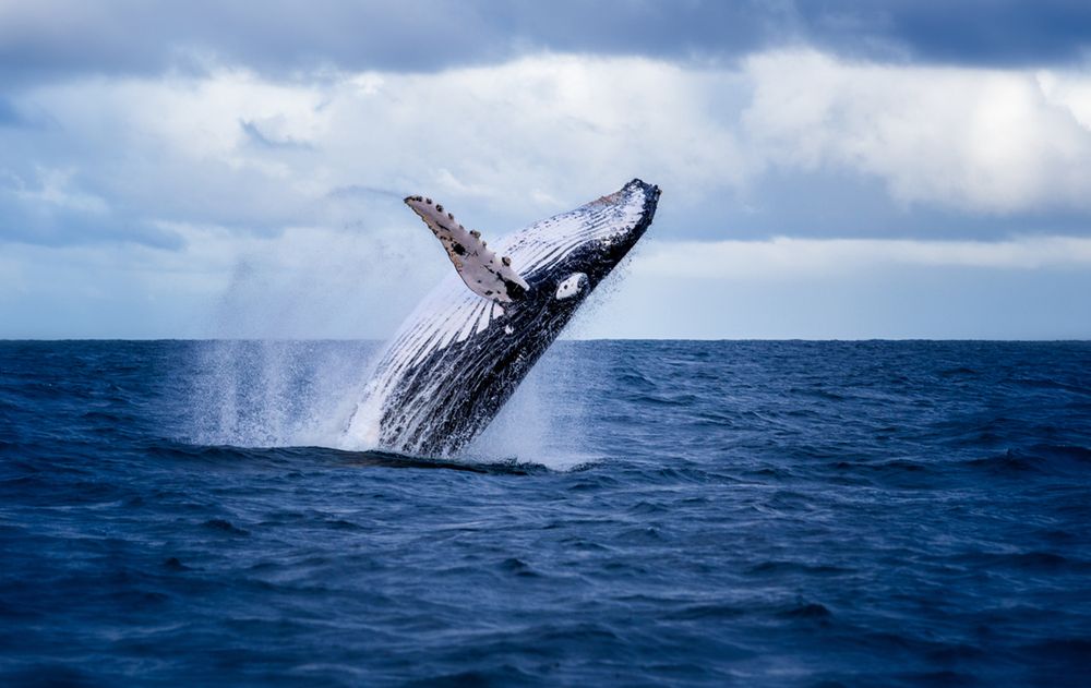 Japonia znów zabija wieloryby. Powrót do krwawej tradycji