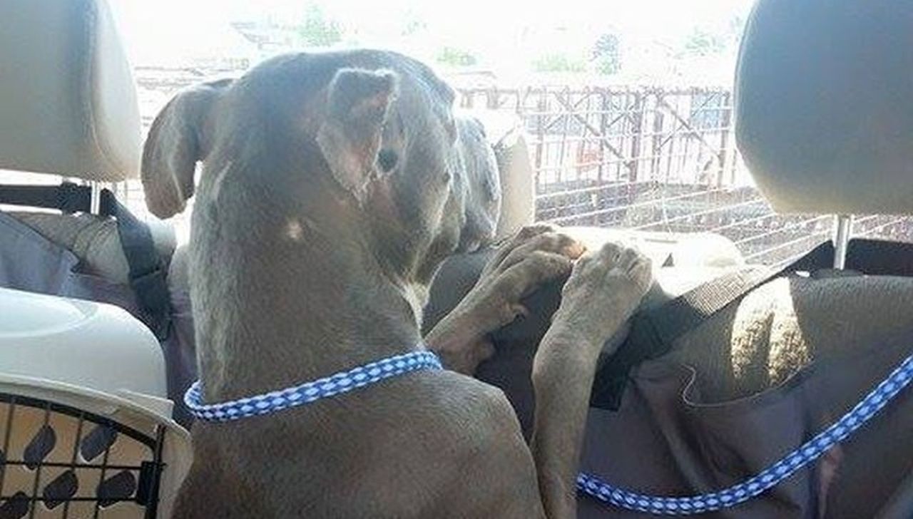 Pies pierwszy raz zobaczył słońce