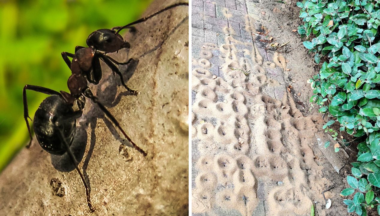 Tak pozbędziesz się mrówek z ogrodu. Szybko zwalczysz je domowymi sposobami