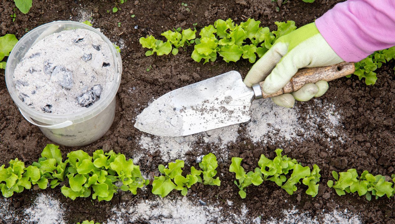 Oto jak stosować popiół do nawożenia i ochrony roślin przed ślimakami