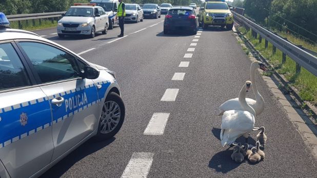 Akcja policji na drodze krajowej nr 6