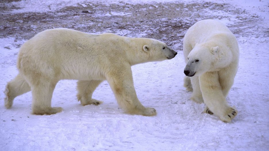 Rosja: Inwazja niedźwiedzi polarnych. Ścigają mieszkańców i wchodzą im do mieszkań