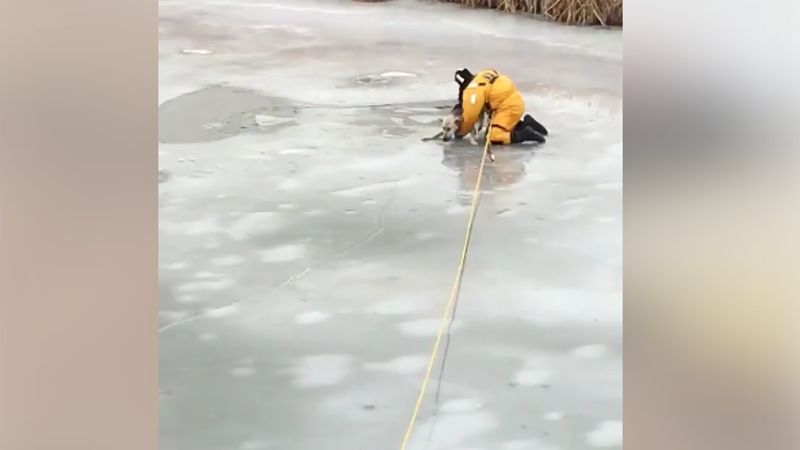 Strażak ryzykował życiem, by uratować psa