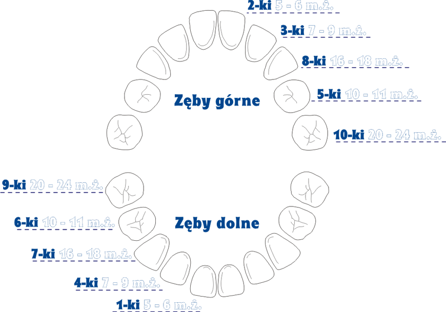 Kolejność wyrzynania ząbków 