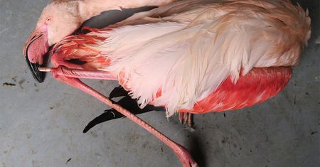 Przeżył wielką powódź, zatłukły go 5-letnie dzieci