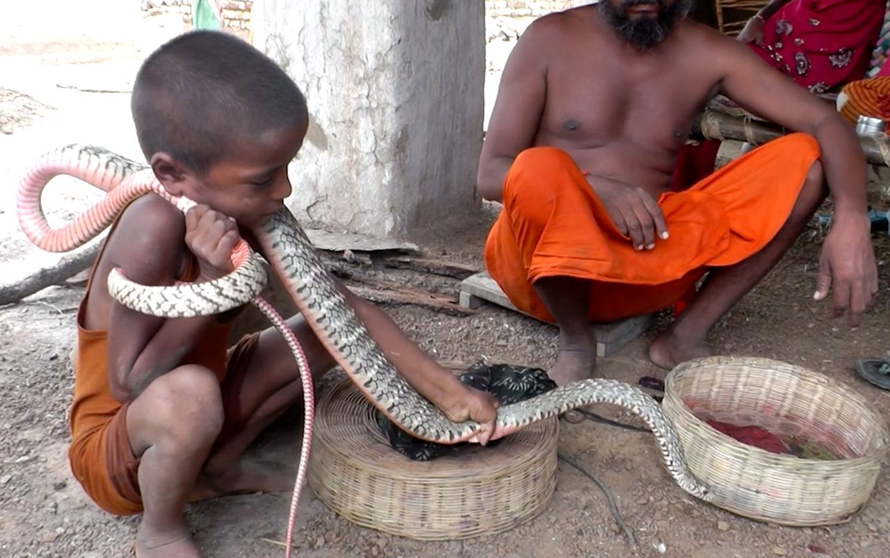 Kobry zamiast zabawek