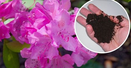 Podsyp tym rododendrony na wiosnę, a skutecznie zakwasisz ziemię. Wystrzelą do góry!