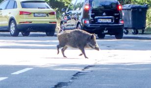 Miasto Jest Nasze alarmuje. "W Warszawie strzela się do dzików"