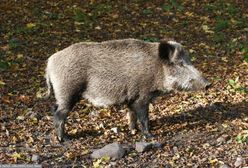 ASF – padł kolejny dzik. Zagrożone hodowle świń w Wielkopolsce