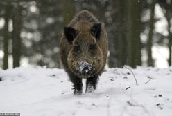Atak dzika w Zachodniopomorskiem. Poważny stan dwóch mężczyzn