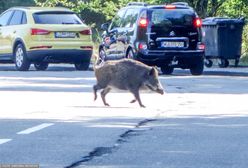 Miasto Jest Nasze alarmuje. "W Warszawie strzela się do dzików"