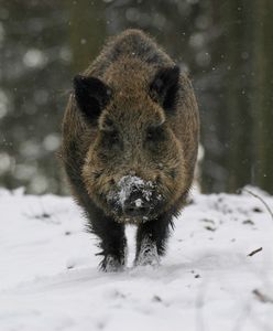Atak dzika w Zachodniopomorskiem. Poważny stan dwóch mężczyzn