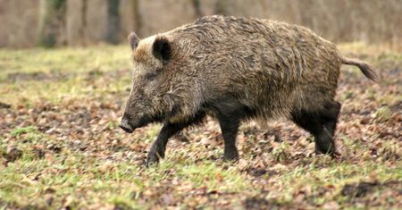 Dzik wtargnął do kościoła w czasie mszy. Zniszczona figura Jezusa i ściany splamione krwią