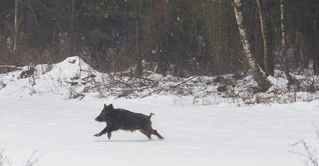 Atak na budowie. Odyniec rzucił się na majstra