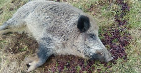 Dzik włamał się do rolnika, upił i usnął. Chrumek trzeźwiał w Kole
