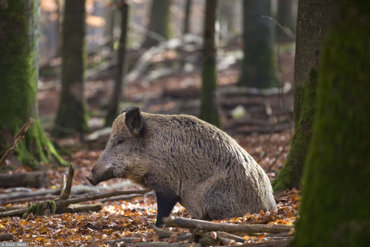 ASF – kolejne martwe dziki w Lubuskiem. Hodowcy piszą do premiera