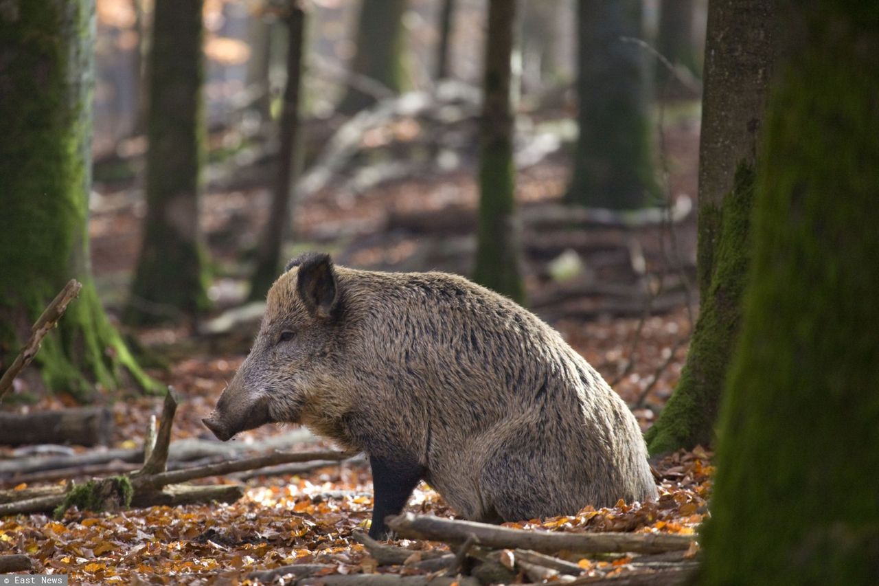 ASF – kolejne martwe dziki w Lubuskiem. Hodowcy piszą do premiera